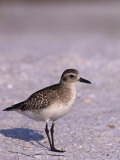 Black-Bellied Plover in Winter Plumage (Pluvialis Squatarola), Florida, USA