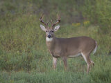 White-Tailed Deer