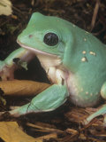 Male Mexican Leaf Frog, Pachymedusa Dacnicolor, Mexico