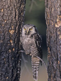 Northern Hawk Owl (Surnia Ulula), USA