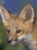 Face of Red Fox, Vulpes Vulpes, North America