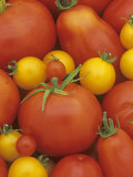 Buy Variety of Tomato Types (Lycopersicon Esculentum) at AllPosters.com