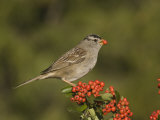 White-Crowned Sparrow (Zonotrichia Leucophrys) Eating a Pyracantha Berry, North America