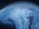 Moon Jelly (Aurelia Aurita), California, USA