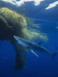 Blue Shark (Prionace Glauca) under a Mass of Drifting Kelp (Macrocystis), California, USA