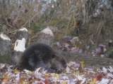 Beaver Next to Recently Felled Trees, Castor Canadensis, North America