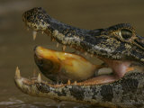 Spectacled Caiman, Caiman Crocodilus, in Water Feeding on a Fish. Pantanel, Brazil