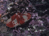 Umbrella Crab, Cryptolithodes Sitchensis, Pacific Coast of North America