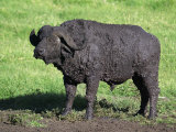 African Buffalo Taking a Mud Bath Near a Savanna Waterhole, Syncerus Caffer, Tanzania, Africa