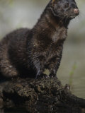 Buy Mink, Mustela Vision, North America at AllPosters.com