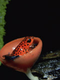 Poison Arrow Frog (Dendrobates Pumilio) Sitting in a Cup Fungus, Costa Rica
