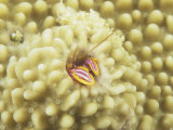 Tube-Dwelling or Coral Hermit Crab, Paguritta Harmsi, in Coral, Australia