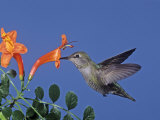 Female Anna's Hummingbird, Calypte Anna, Feeding at a Flower, California, USA