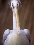 Pink-Backed Pelican, Pelecanus Rufescens, Uganda, Africa