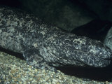 Chinese Giant Salamander Head (Andrias Davidianus). China