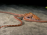 Ornate or Night Octopus (Octopus Ornatus), Hawaii, USA
