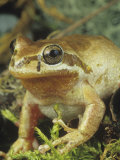 Male Pacific Tree Frog, Pseudacris, Hyla, Regilla, California, USA