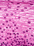 Stratified Squamous Epithelium from the Human Mouth Mucosa, Nonkeratinizing, H&E Stain
