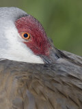 Sandhill Crane Resting Bill in Scapular Feathers, Grus Canadensis, Florida, USA