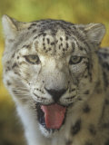 A Snow Leopard Face, Panthera Uncia, Asia
