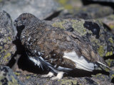 White-Tailed Ptarmigan, Lagopus Leucurus, in its Plumage Between Summer and Winter, North America