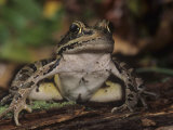 Pickerel Frog, Rana Palustris, North America