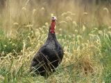 Male Wild Turkey (Meleagris Gallopavo), USA