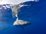 Galapagos Sharks (Carcharhinus Galapagensis), Marshall Islands, Pacific Ocean