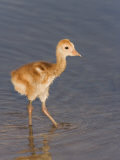 Sandhill Crane Chick Wading in Water, Grus Canadensis, Florida, USA