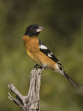 Black-Headed Grosbeak Male (Pheucticus Melanocephalus) on a Snag, Arizona, USA