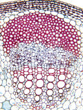 Sunflower, Helianthus, Stem Cross-Section Showing Nearly Mature Vascular Bundle