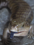 Northern Blue-Tongued Skink, Tiliqua Scincoides Intermedia, Australia