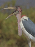 Marabou Stork Yawning (Leptoptilos Crumeniferus), Kenya