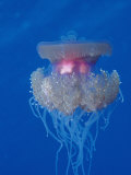 Buy Crown Jellyfish (Netrostoma Setouchina), Red Sea, Egypt at AllPosters.com
