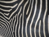 Close-Up of Grevy's Zebra Stripes, Equus Grevyi, Africa