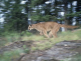 Cougar, Puma, or Mountain Lion Running, Felis Concolor, North America