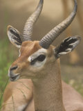 Buy Buck Gerenuk Head, Litocranius Walleri, Samburu, Kenya, Africa at AllPosters.com