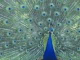 Male Peacock Courtship Display (Pavo Cristatus)