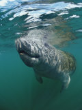 Buy West Indian Manatee, Trichechus Manatus Latirostris, Usa, Florida, Fl, Everglades at AllPosters.com