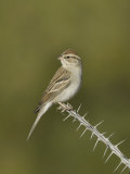 Chipping Sparrow in Winter Plumage (Spizella Passerina) Perched on an Ocotillo Branch, Arizona, USA