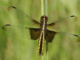 Widow Skimmer Dragonfly (Libellula Luctuosa)