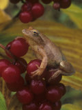 Spring Peeper on False Solomon Seal Berries., Hyla Crucifer, Smilacina Racemosa, North America