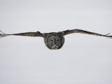 A Great Gray Owl (Strix Nebulosa) in Flight at Dusk, USA