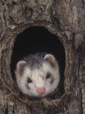 Buy European Ferret, Mustela Furo, a Common Pet at AllPosters.com
