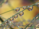 Autumn Leaves Reflected in Raindrops on Blades of Grass, Acadia National Park, Me