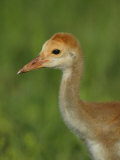 Sandhill Crane Chick Head (Grus Canadensis)