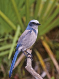 Florida Scrub Jay (Aphelocoma Coerulescens), Florida Keys, USA