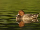 Redhead Duck Male on Water, Aythya Americana, North America