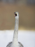 Whooper Swan Calling (Cygnus)