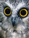 Northern Saw-Whet Owl Face and Eyes, Aegolius Acadius, North America